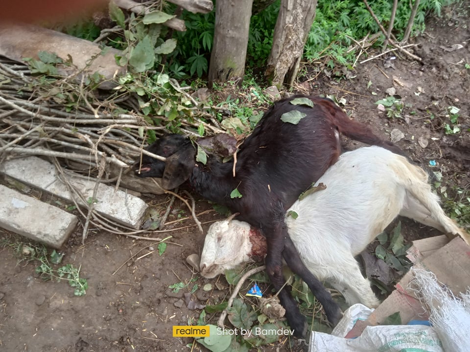 गोदावरी ४ बास्कोटामा बाघले बाख्रा खान थाल्यो